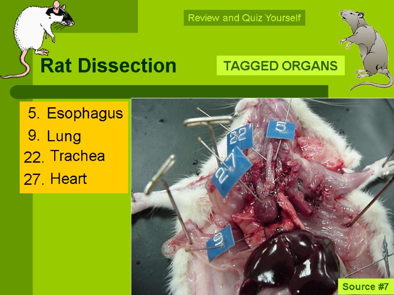 Rat Dissection  5.   9.  22.  27.  TAGGED ORGANS